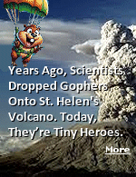 Specifically, as laid out in the University of California's report, the thinking was by digging up beneficial bacteria and fungi, gophers might be able to help regenerate lost plant and animal life on the mountain. So, in May 1983, three years after the devastating Mount St. Helens eruption, that's exactly what scientists did. They gathered up some gophers, brought them to the eruption site, and let them do their gopher thing.
